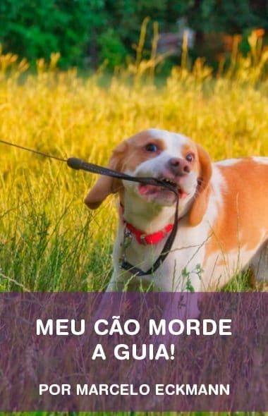 Meu-cão-morde-a-guia
